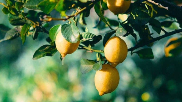 Lemon tree not producing fruit: bury this kitchen scrap at the base for a fast harvest