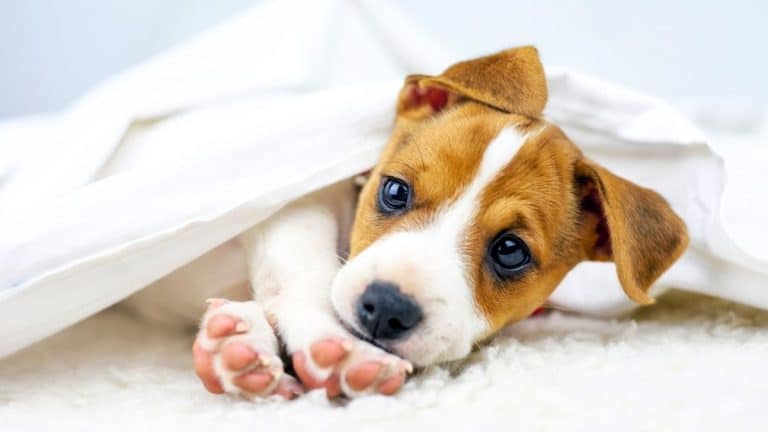 Puppy buying vs adopting: why so many owners still choose to pay for a dog in 2026