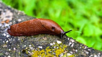 Slugs in your garden: why the beer trap trick destroys your lettuce and what actually works